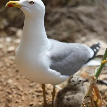 公寓 蓝海公寓 *