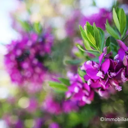 蓝海公寓 公寓 罗萨岛